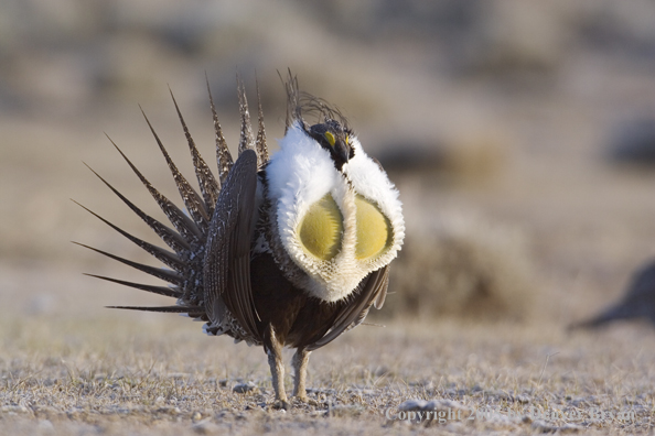 Sage grouse displaying on booming ground.