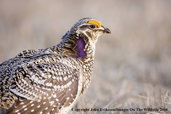 Sharp-tailed grouse in habitat.