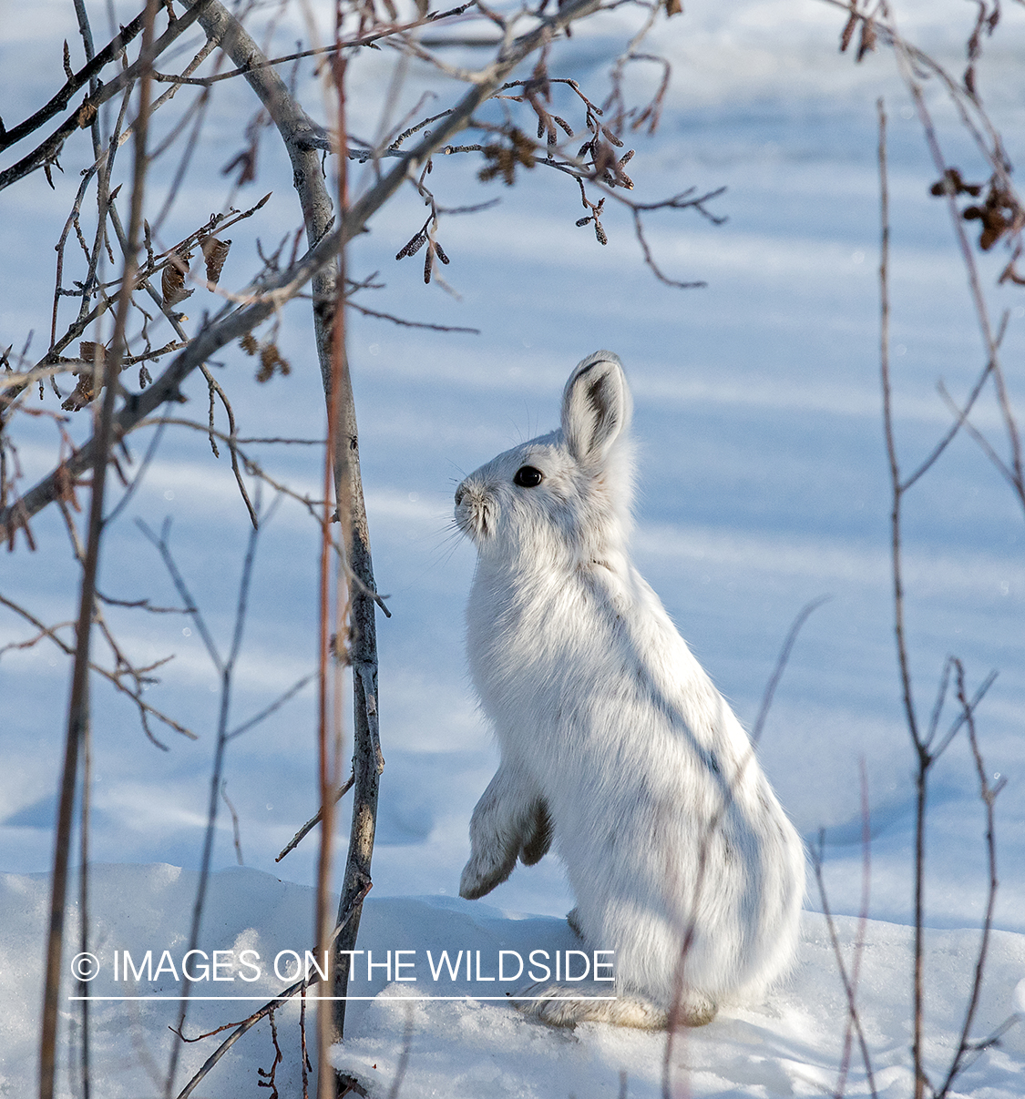 Snowshoe Hare