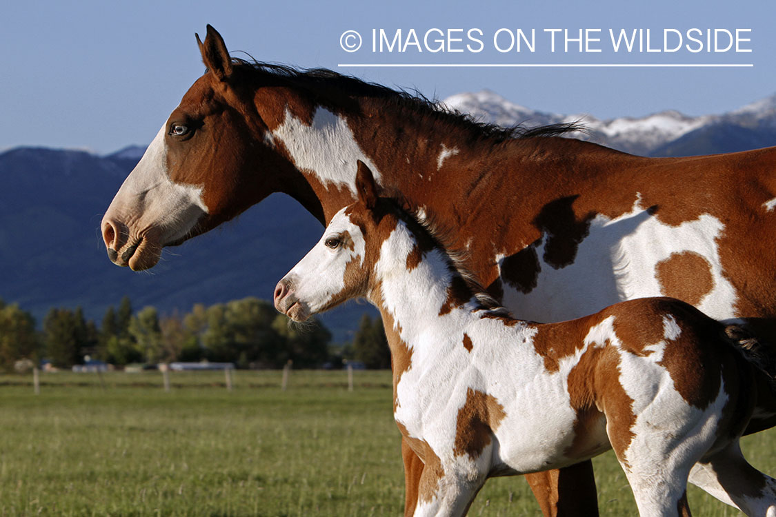 Paint Horse mare with foal in pasture.