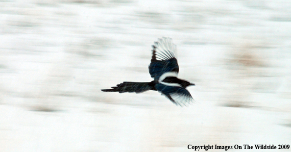 Magpie in flight