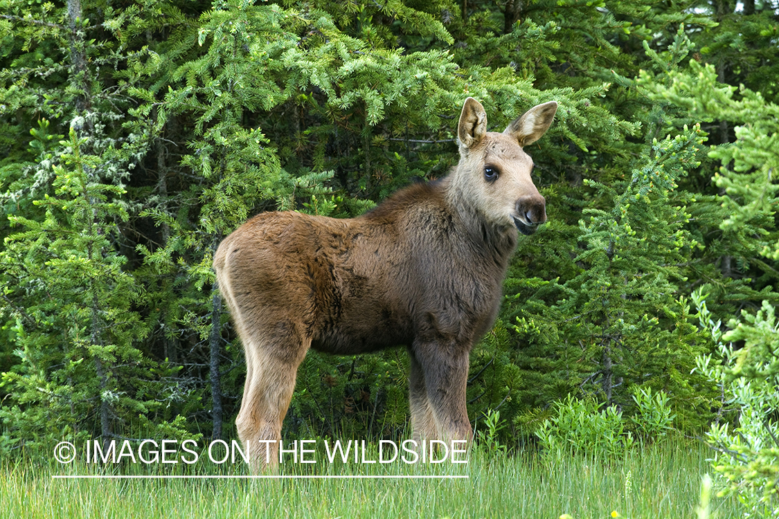 Moose calf in summer habitat.