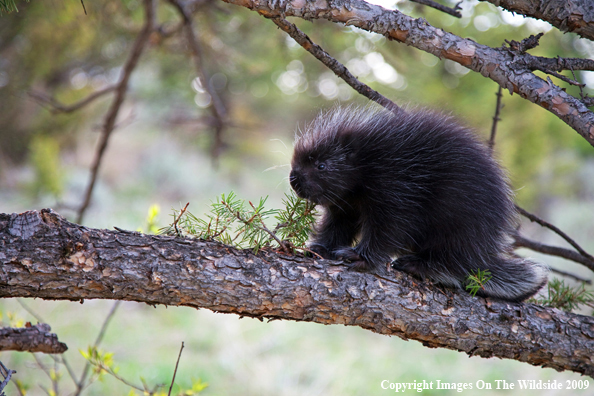 Porcupine in habitat