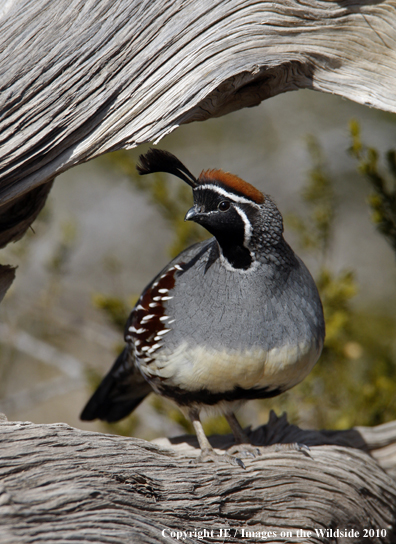 Gamble's Quail in habitat.