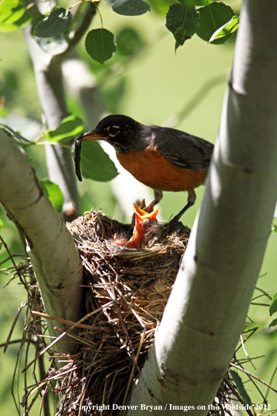 Mother Robin feeding her young