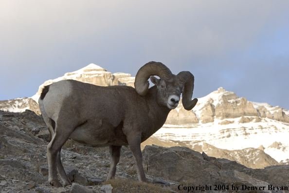 Rocky Mountain bighorn sheep (ram).