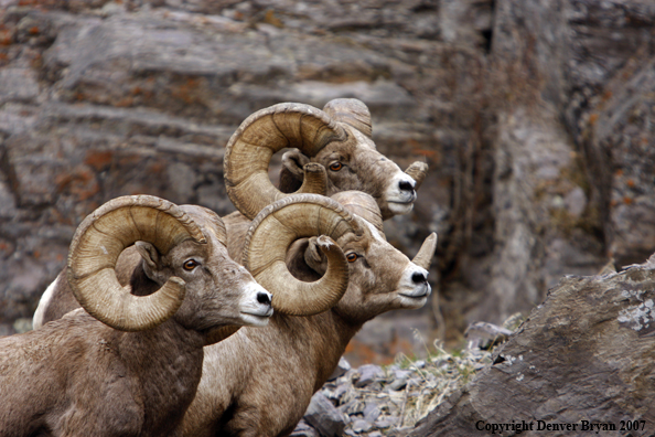 Rocky Mountain Big Horn Sheep