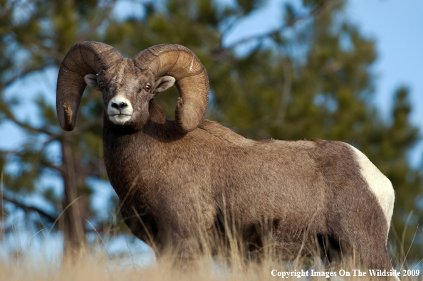 Rocky Mountain Bighorn Sheep