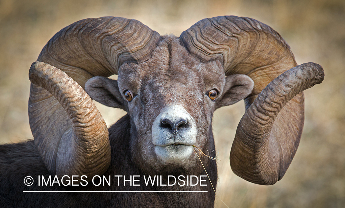 Bighorn sheep ram in habitat.