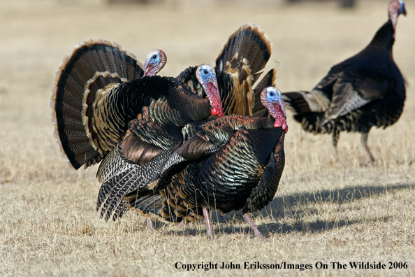 Rio Grande Turkeys in habitat. 