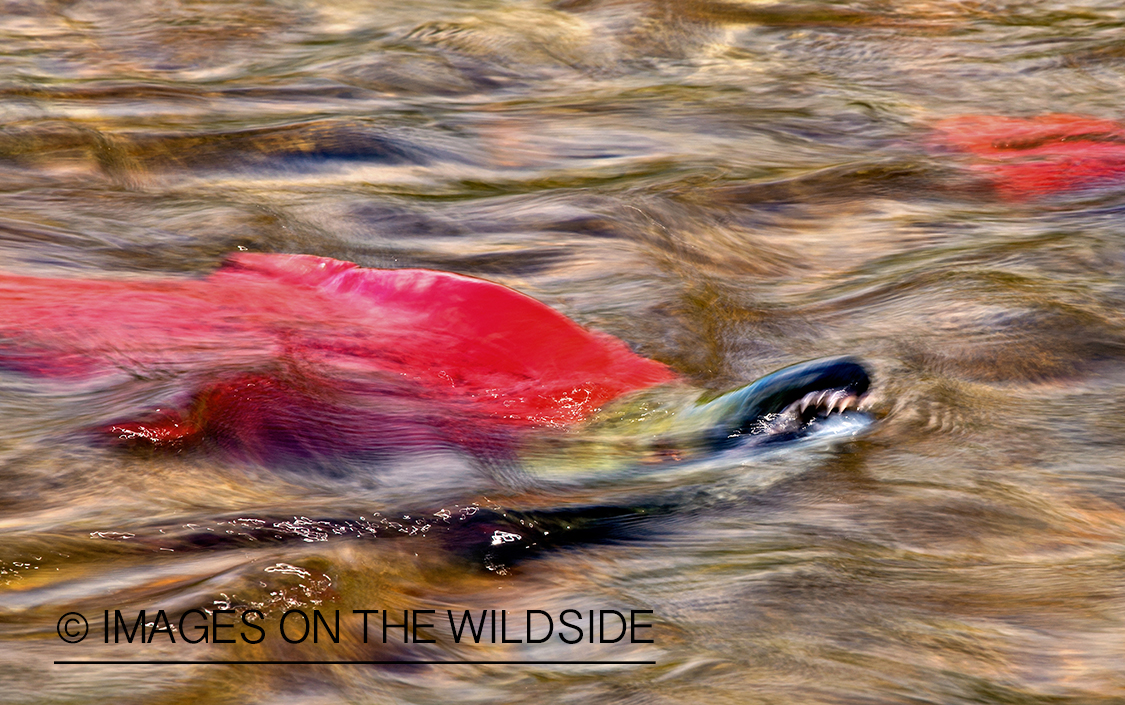 Alaskan Sockeye Salmon