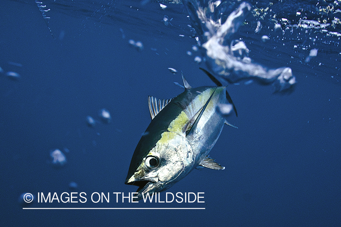 Deep sea fisherman with tuna on line.