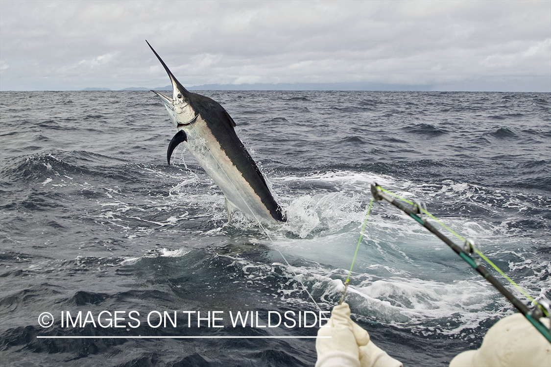 Deep sea fisherman fighting jumping black marlin.
