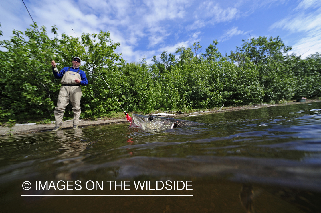 Flyfisherman with northern pike on line.