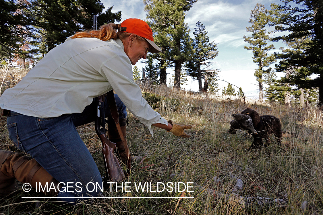Boykin Spaniel retrieving Dusky (mountain) grouse for upland game bird hunter. 