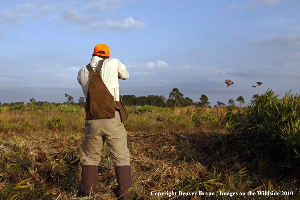 Quail Hunter in Florida