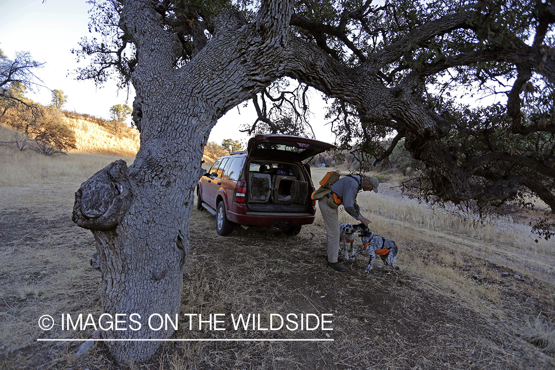 Upland game bird hunter with English Setters by vehicle.