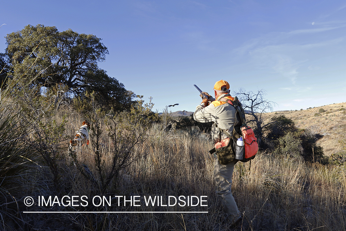 Mearns quail hunter in field with dog.