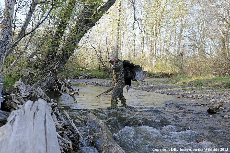 Turkey hunter in field with bagged turkey.