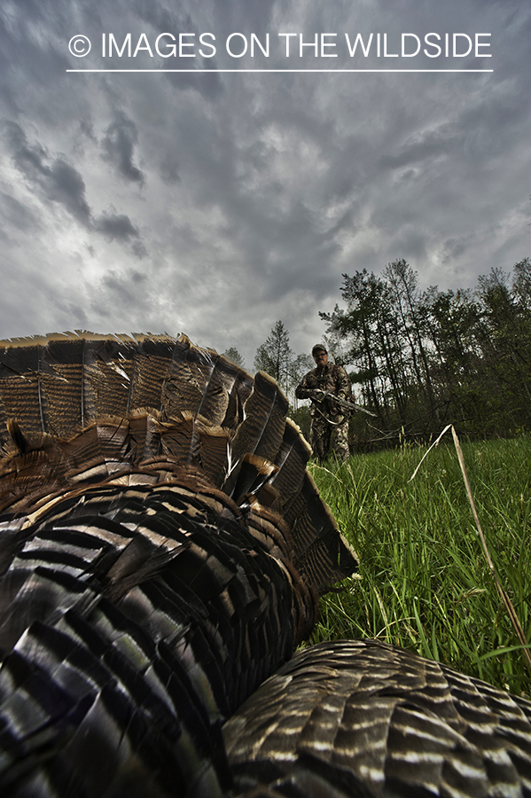 Turkey hunter retrieving downed turkey.