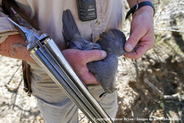 Upland game bird hunter with bagged Gambel's Quail in Arizona.