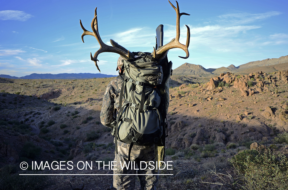 Hunter with bagged mule deer.
