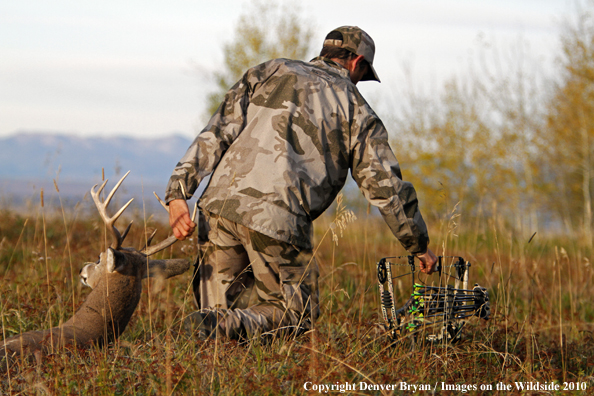 Bowhunter dragging downed white-tailed buck.