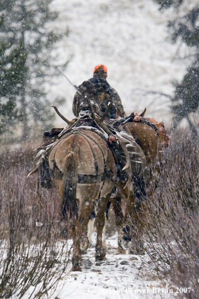 Elk hunt packstring in mountains