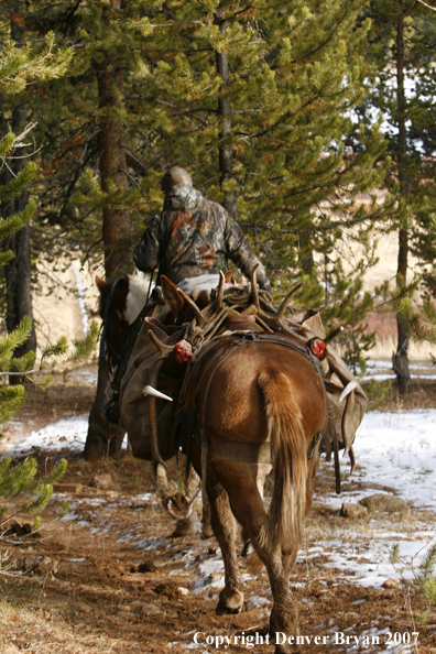 ELk hunter with pack string