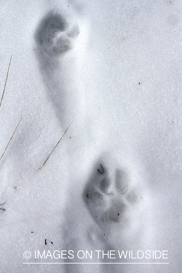 Mountain Lion tracks