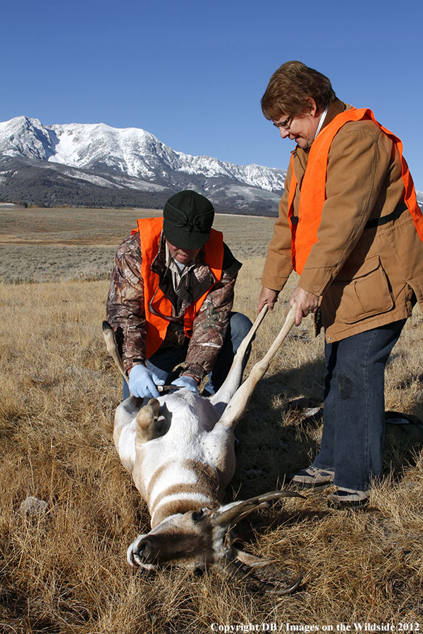 Field dressing pronghorned buck.