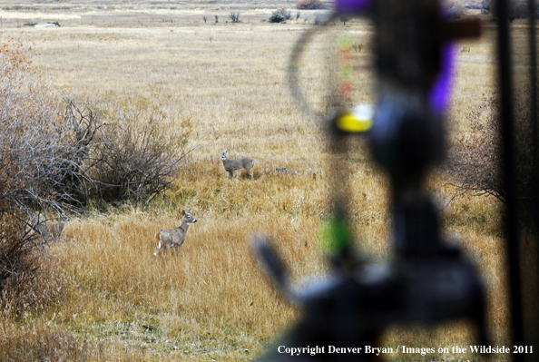 Bowhunter aiming at deer in field