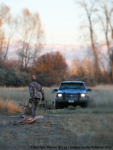 Bowhunter with Whitetail Deer (Original image # 11049-015.42D)