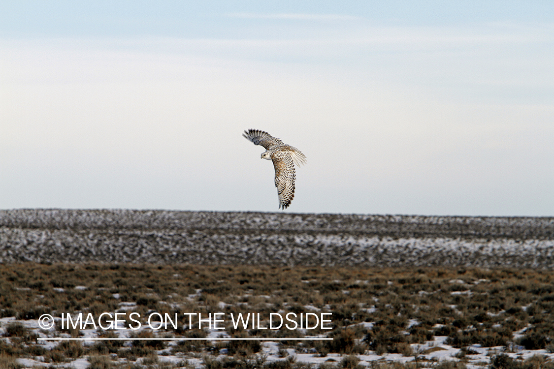 Gyr falcon in flight.