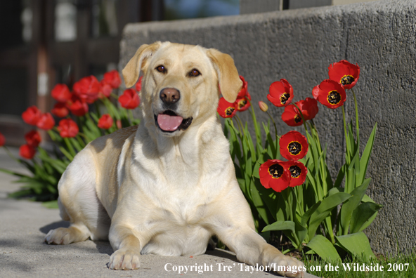 Yellow Labrador Retriever