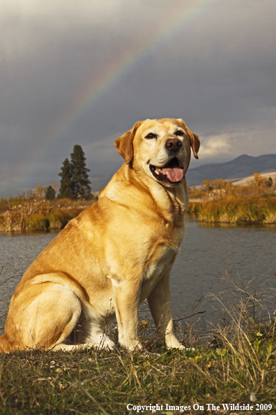 Yellow Labrador Retriever