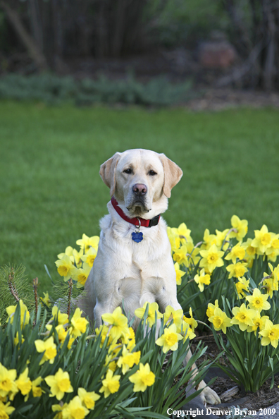 Yellow Labrador Retriever in yard