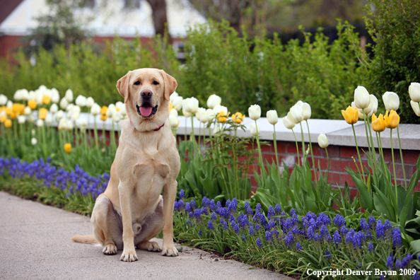 Yellow Labrador Retriever by flowers