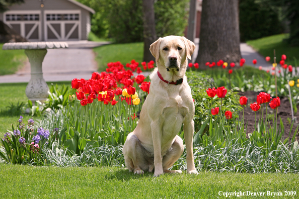 Yellow Labrador Retriever by flowers