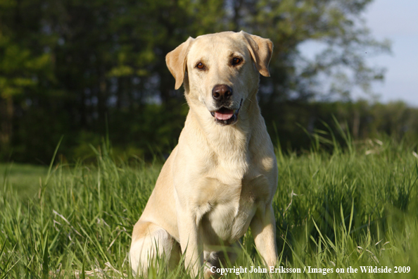 Yellow Labrador Retriever in field