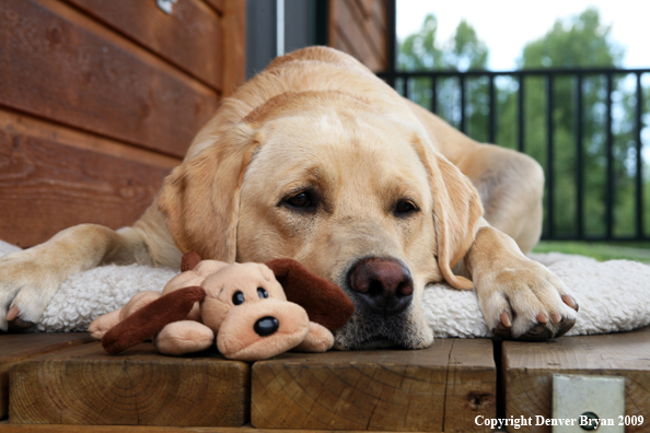 Yellow Labrador Retriever on deck with stuffed toy