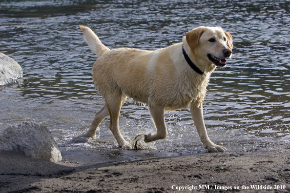 Yellow Labrador Retriever