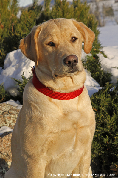 Yellow Labrador Retriever