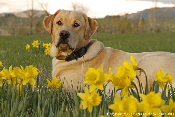 Yellow Labrador Retriever.