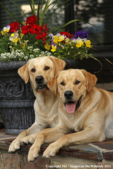 Yellow Labrador Retrievers.