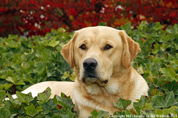 Yellow Labrador Retriever.