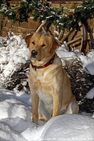 Yellow Labrador Retriever in snow. 