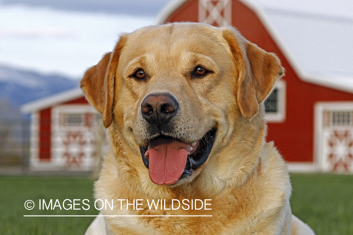 Yellow Labrador Retriever