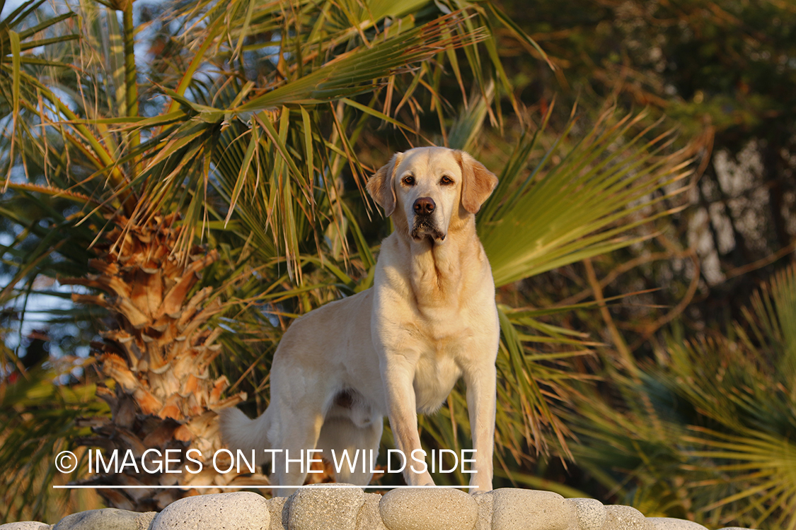 Yellow Lab in Mexico.
