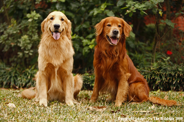 Light and Dark Golden Retrievers